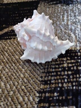 4/$40 Pink & White Sea Shell From Florida